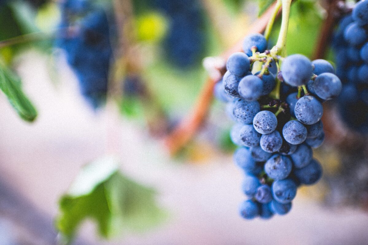 Starling Wines & Spirits